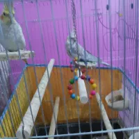 سلام جفت عروس هلندی