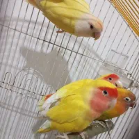 دو جفت برزیلی|پرنده|ارومیه, |دیوار