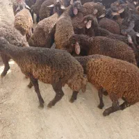 بره نر و ماده
