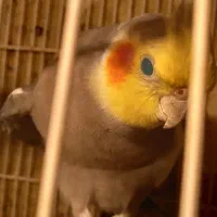 عروس جفتگاه کارخانه.اماده جوجه