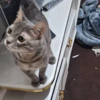 واگذاری گربه