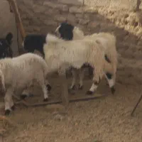 حیوانات|حیوانات مزرعه|هیرمند, |دیوار