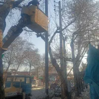 خریدار چوب باغی مرکبات. نارنگی و پرتقال و نارنج