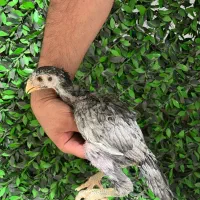 جوجه لاری ۴۰ روزه طوسی تاج مهر