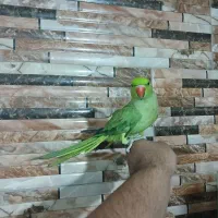 جوجه ملنگو استثنائی