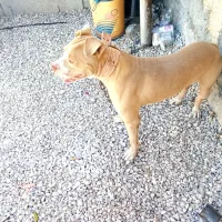 پیت بول نر وارداتی ۲سال و نمیه