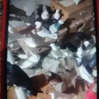 کبوتر گره و ساعتی