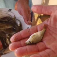 عرضه انواع بچه ماهی|ماهی|شوشتر, |دیوار