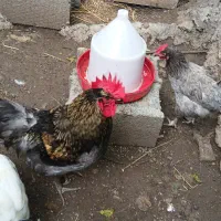 تخم نطفه دار آیسبار فرانسوی