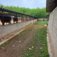 فروش ۴/۵۰۰متر گاوداری سند تک برگ