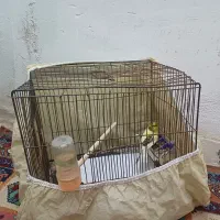 قناری نر  با قفس مفت|پرنده|شاهین‌شهر, گزبرخوار|دیوار