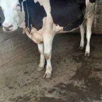 تلیسه مونت