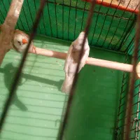 فنچ‌|پرنده|کرمان, |دیوار