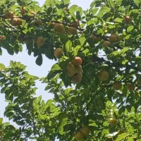 باغچه چهاردیواری ۱۵۰۰ متری در فردوسیه|فروش زمین و ملک کلنگی|فردوسیه, |دیوار