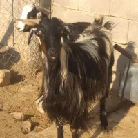 بز جفت ۱۹ تیشتر ۱۵|حیوانات مزرعه|مسجد سلیمان, |دیوار