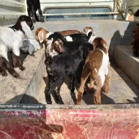 بزغاله های کوچک