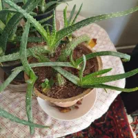 گلهای طبیعی