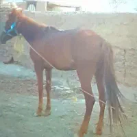 اسب گمشده