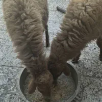 فروش میش حامله در بندر ماهشهر|حیوانات مزرعه|بندر ماهشهر, |دیوار