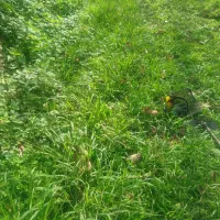 چمن زنی علف زنی‌ لی زنی تمشک زنی|خدمات باغبانی و درختکاری|سیاهکل, |دیوار