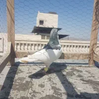 کبوتر کله سرخ،چپ مگسی،طوقی پولکی|پرنده|مشهد, کارمندان دوم|دیوار