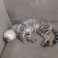 واگزاری گربه