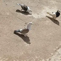 یک جفت کفتر ساتن قشنگ