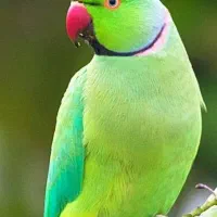 طوطی ملنگو جفت