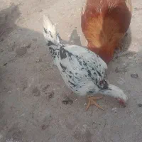 مرغ لاری چیل اس|حیوانات مزرعه|قائم‌شهر, |دیوار