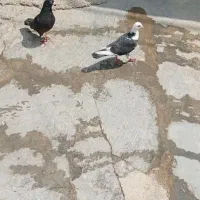 ۴۵۰۰۰۰۰ ا