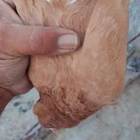 کبوترنروماده زرده دوم سفید|پرنده|شیراز, شهرک گلها|دیوار