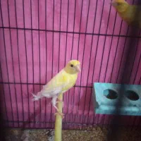 قناری بخون جوان و سرحال|پرنده|سهند, |دیوار