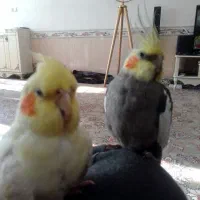 دو عدد عروس هلندی