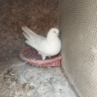 نر نوک ریز|پرنده|برخوار, |دیوار