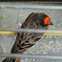 گلبسر  سینه سرخ