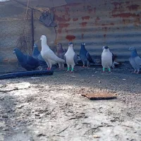 کفتر|پرنده|شیراز, کفترک|دیوار