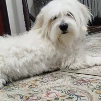 سگ شیزو|سگ|سروآباد, |دیوار