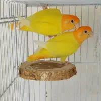 طوطی برزیلی