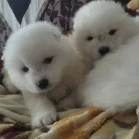 ساموئید وارداتی