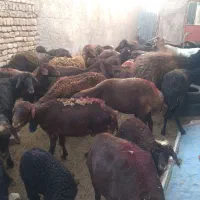 ۴۰ راس میش قزل افشار شیشک بره دار
