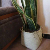 سبد حصیری شیک برای هدیه و پک سازمانی یلدا|صنایع دستی و سایر لوازم تزئینی|تهران, افسریه شمالی|دیوار