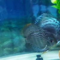 آکواریوم|ماهی|میاندوآب, |دیوار