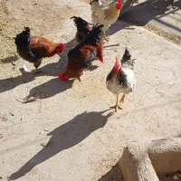 خروس|حیوانات مزرعه|فیروزه, |دیوار