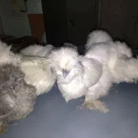 تخم ابریشمی|حیوانات مزرعه|گرگان, |دیوار