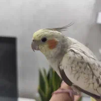 عروس هلندی دستی