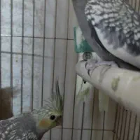 عروس خالخالی|پرنده|مشگین شهر, |دیوار