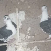 کبوتر|پرنده|تربت جام, کشتارگاه|دیوار