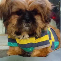 سگ شیتزو عروسکی