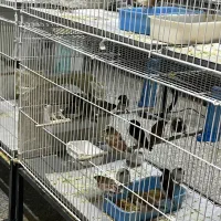 فنچ بنگالی نر ماده