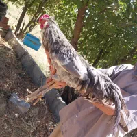 معاوضه یا فروش خروس گلین اصل